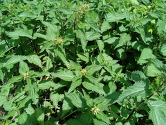 Urtica dioica dioica