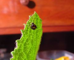 Theridula gonygaster