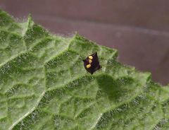 Theridula gonygaster