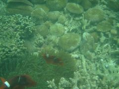 Amphiprion biaculeatus