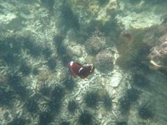 Amphiprion biaculeatus