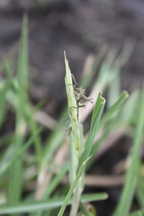 Odontelytrum abyssinicum