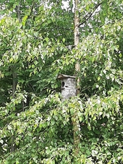 Phoenicurus phoenicurus