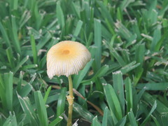 Leucocoprinus fragilissimus image