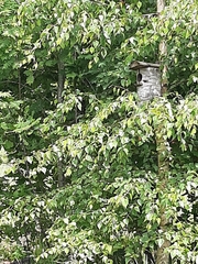 Phoenicurus phoenicurus