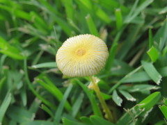 Leucocoprinus fragilissimus image