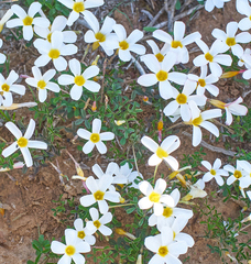 Oxalis tenella