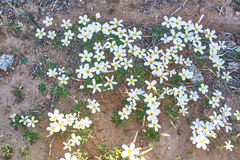 Oxalis tenella