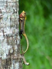 Calotes versicolor