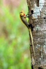 Calotes versicolor