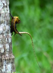 Calotes versicolor