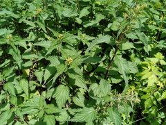 Urtica dioica dioica