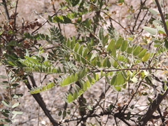 Eysenhardtia orthocarpa