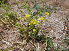 Ranunculus scandicinus