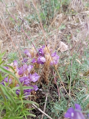 Phelipanche arenaria
