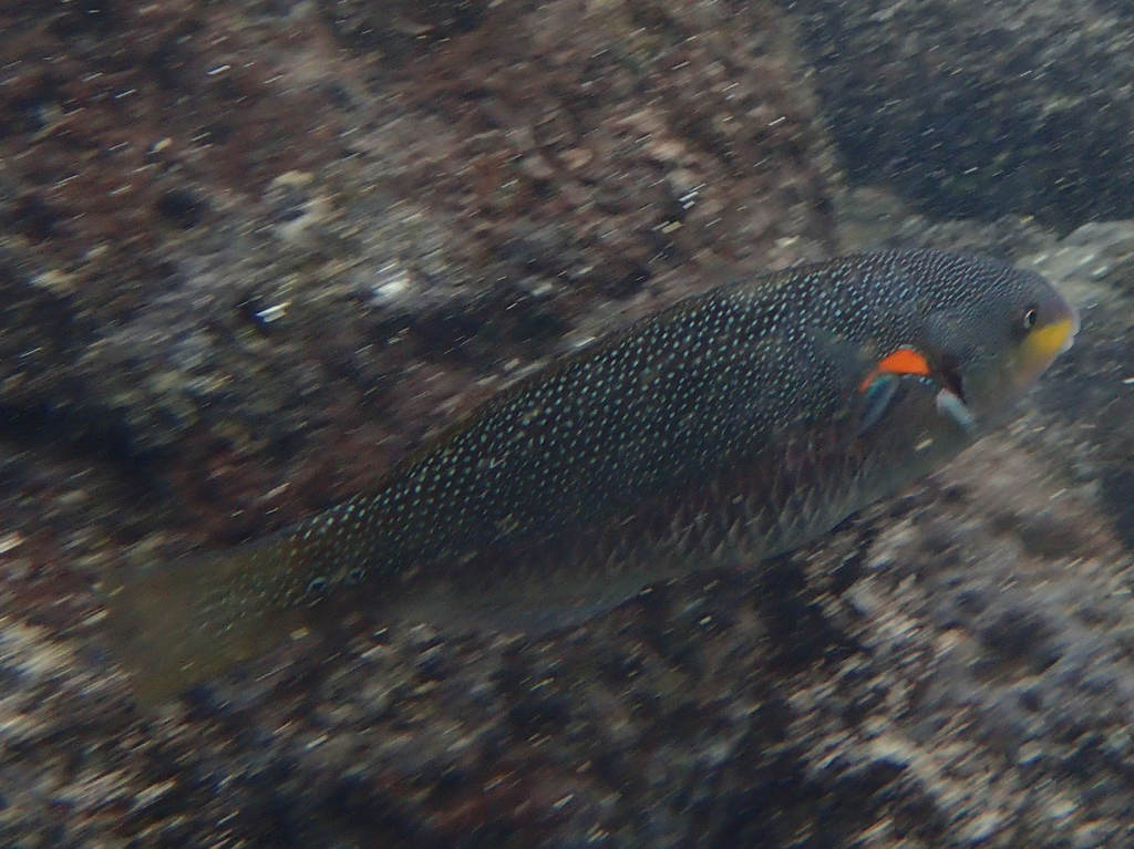 Orange-axil Wrasse
