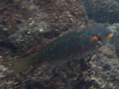 Orange-axil Wrasse
