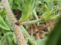 Echium rosulatum