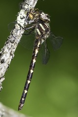 Cordulegaster bilineata