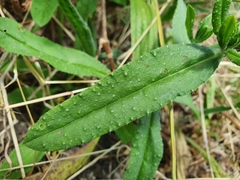 Echium rosulatum