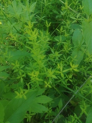 Galium obtusum