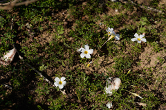 Oxalis tenella