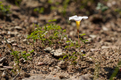 Oxalis tenella
