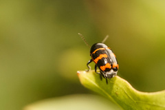 Cryptocephalus trifasciatus