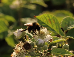 Bombus vestalis