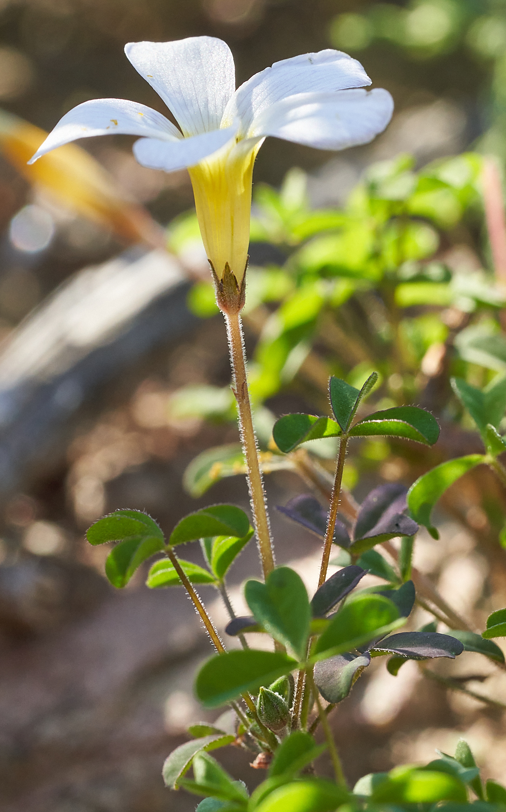 Oxalis tenella Jacq. 2