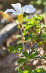 Oxalis tenella
