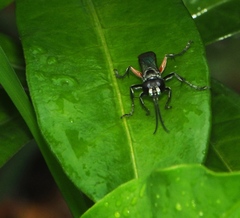 Liris subtessellatus