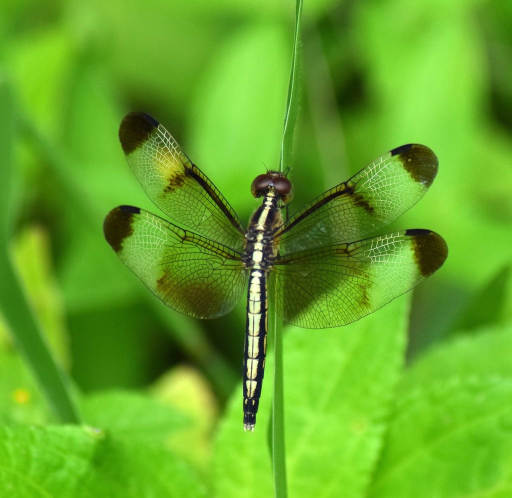 Pied Paddy Skimmer
