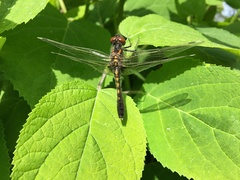 Leucorrhinia caudalis