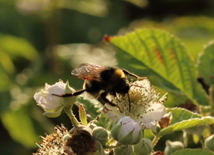 Bombus vestalis