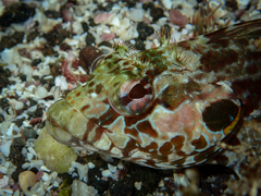 Gobioclinus dendriticus