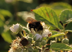 Bombus vestalis