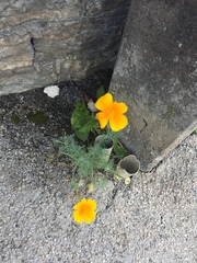 Eschscholzia californica