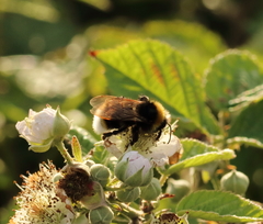 Bombus vestalis
