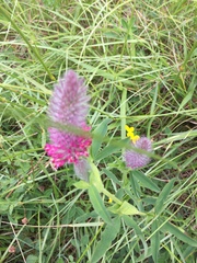 Trifolium rubens