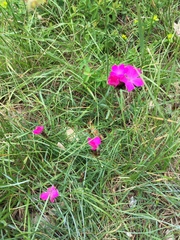 Dianthus carthusianorum