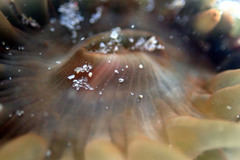 Isanemonia australis