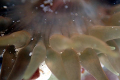 Isanemonia australis