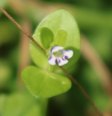 Lindernia parviflora