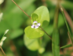Lindernia parviflora