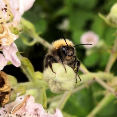 Bombus hypnorum