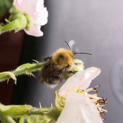Bombus hypnorum