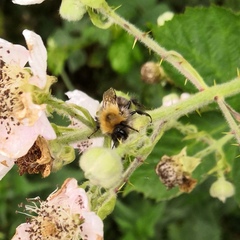 Bombus hypnorum