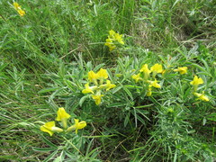 Thermopsis lanceolata
