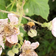 Bombus hypnorum